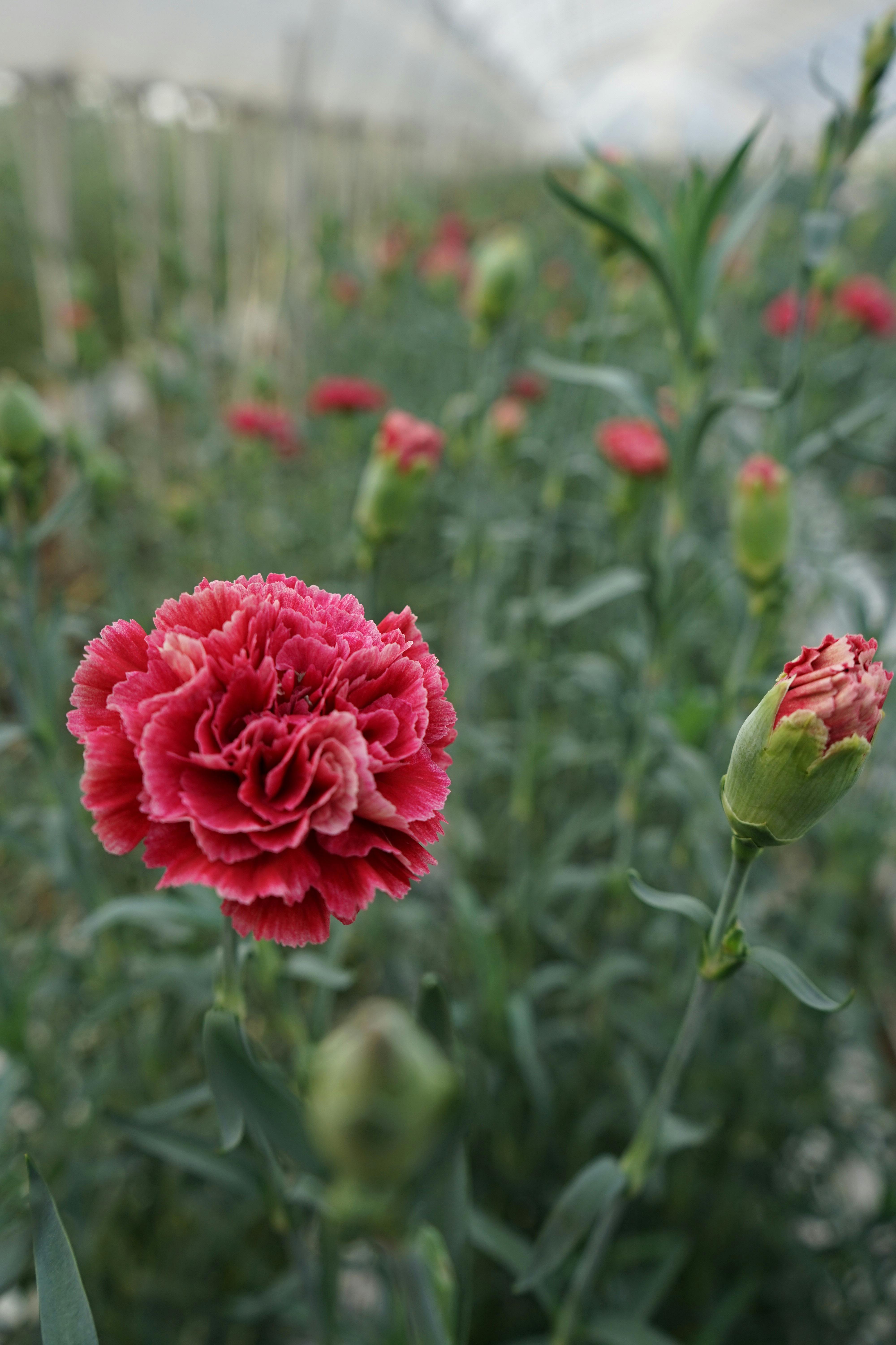 産地直送 FloM carnation farm | HitoHana（ひとはな）