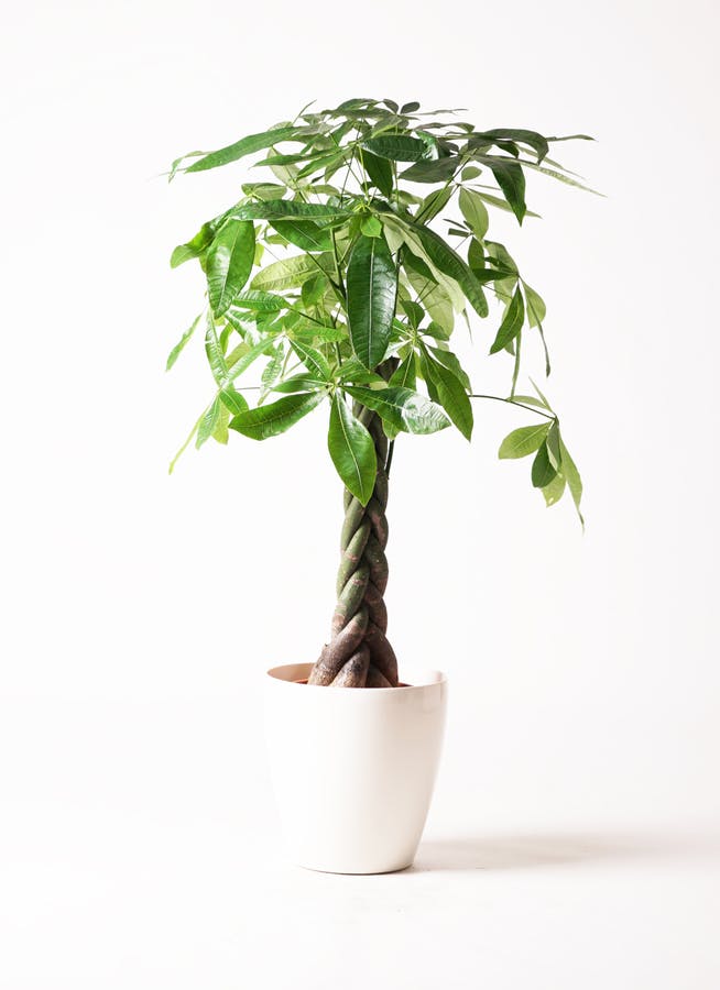 8号サイズの観葉植物 | 通販専門店 HitoHana（ひとはな）