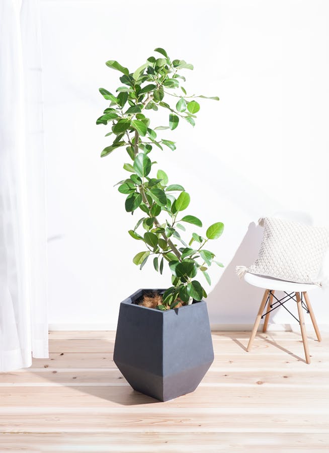 観葉植物 フィカス ベンガレンシス 10号 曲り ファイバークレイGray
