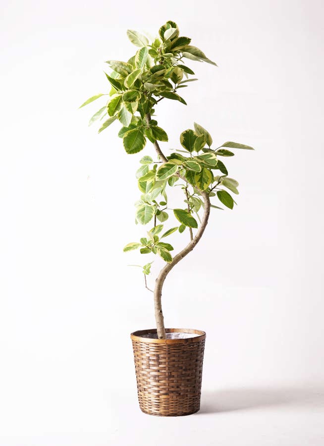 観葉植物 オリーブの木 10号 レッチーノ 竹バスケット 付き