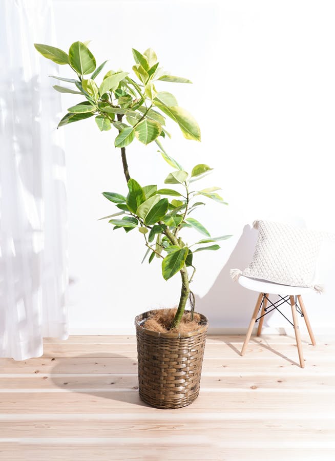 観葉植物 フィカス アルテシーマ 10号 曲り 竹バスケット 付き | 観葉
