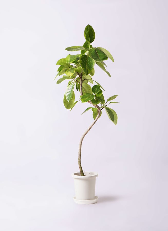 フィカス アルテシマ 観葉植物 鉢物 室内外観葉植物 - フィカス