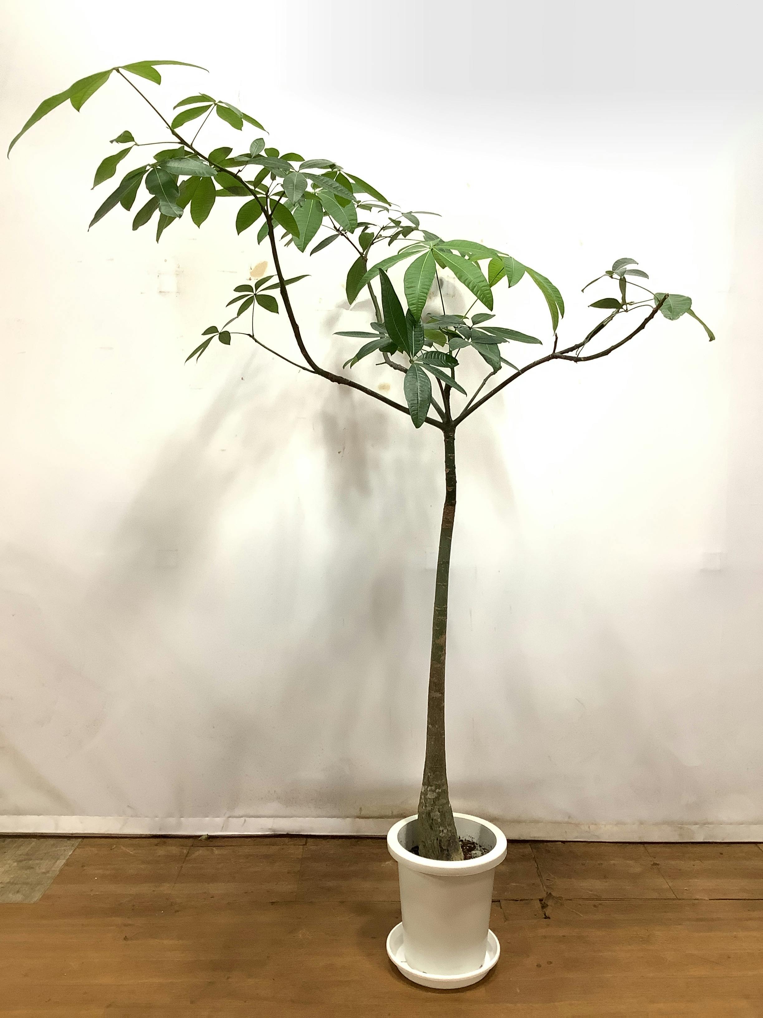 観葉植物 パキラ【165cm】パキラ 8号 パラソル プラスチック鉢 #53396