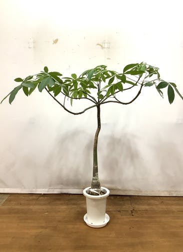 観葉植物 パキラ 3号 朴 ベラ S 黒 植え替えキット付き | 観葉植物なら