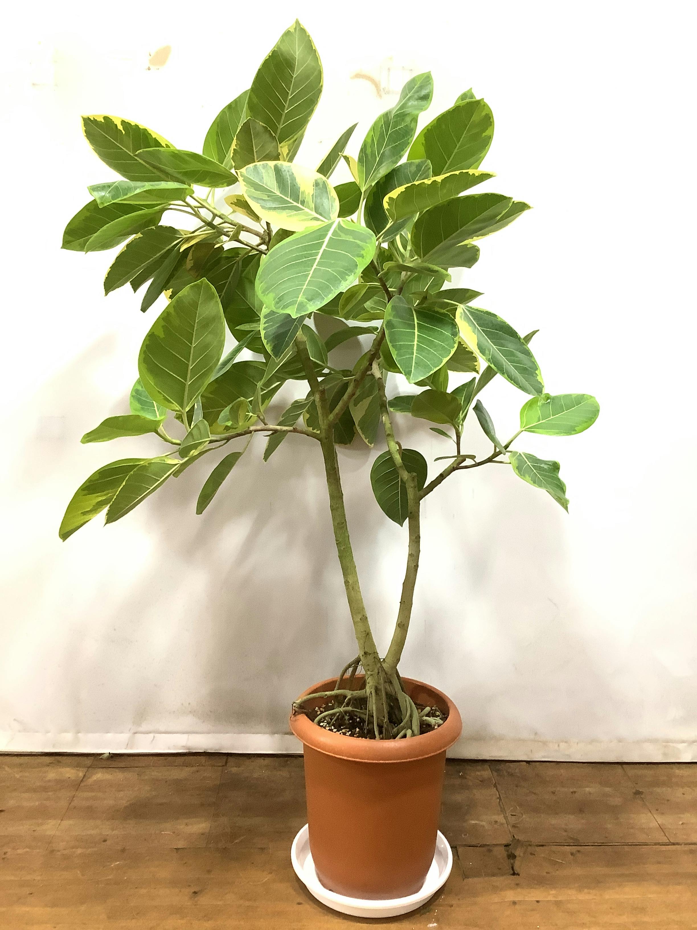 フィカス・アルテシーマ 8号 145cm - 植物/観葉植物