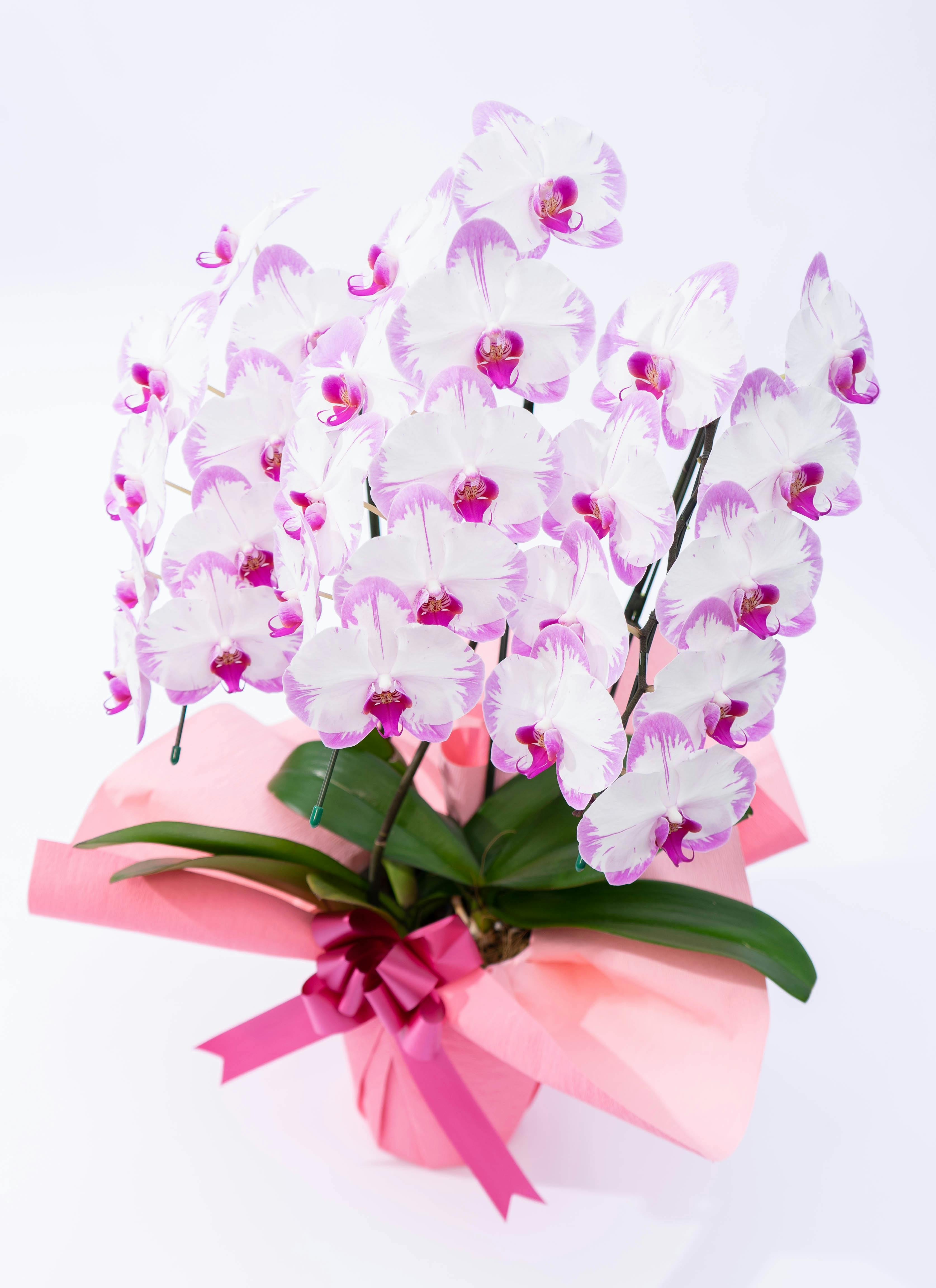 胡蝶蘭中大輪 ピンク スイーティ 3本立ち | 胡蝶蘭ならHitoHana(ひとはな)