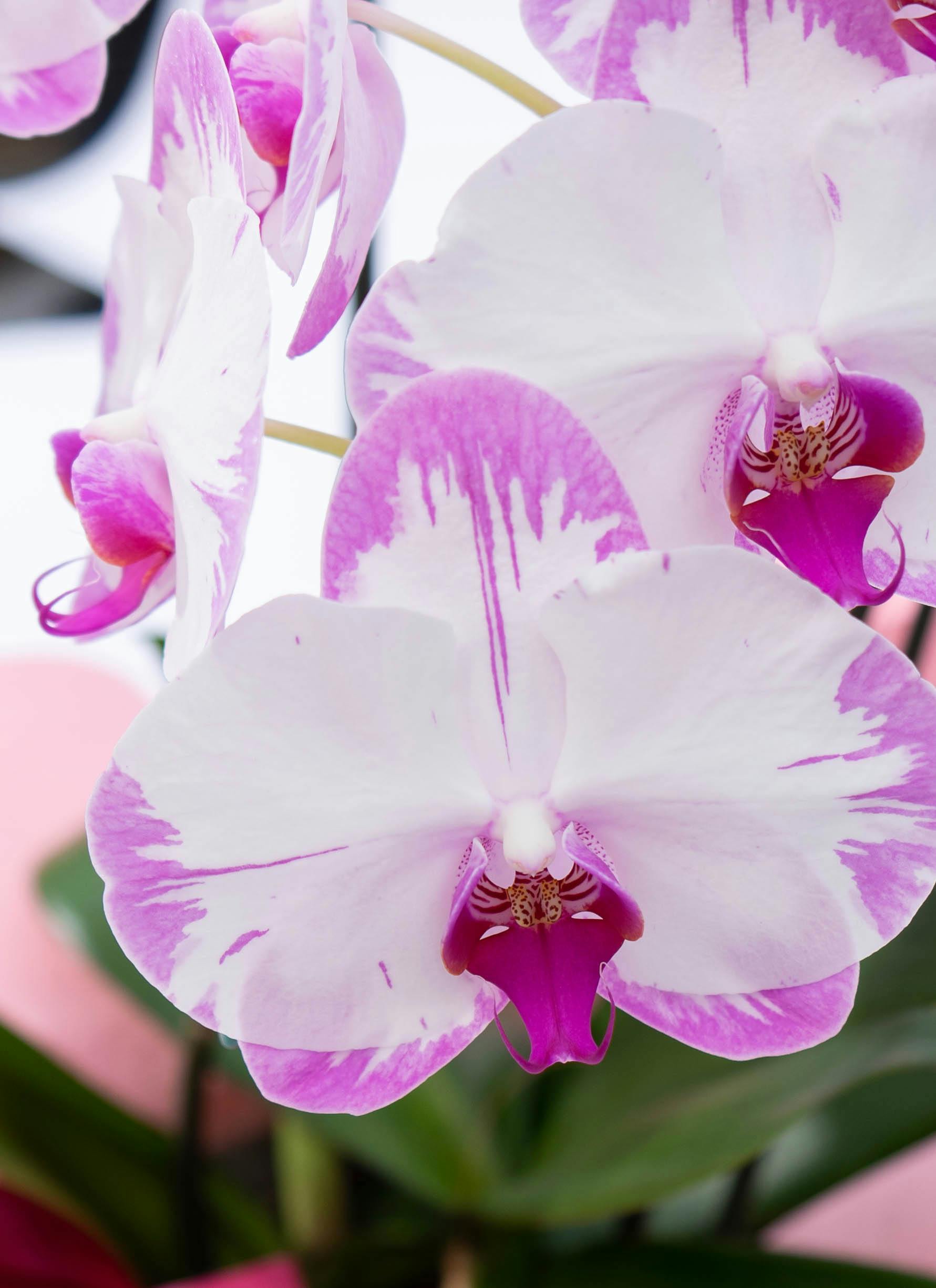 胡蝶蘭中大輪 ピンク スイーティ 3本立ち | 胡蝶蘭ならHitoHana(ひとはな)