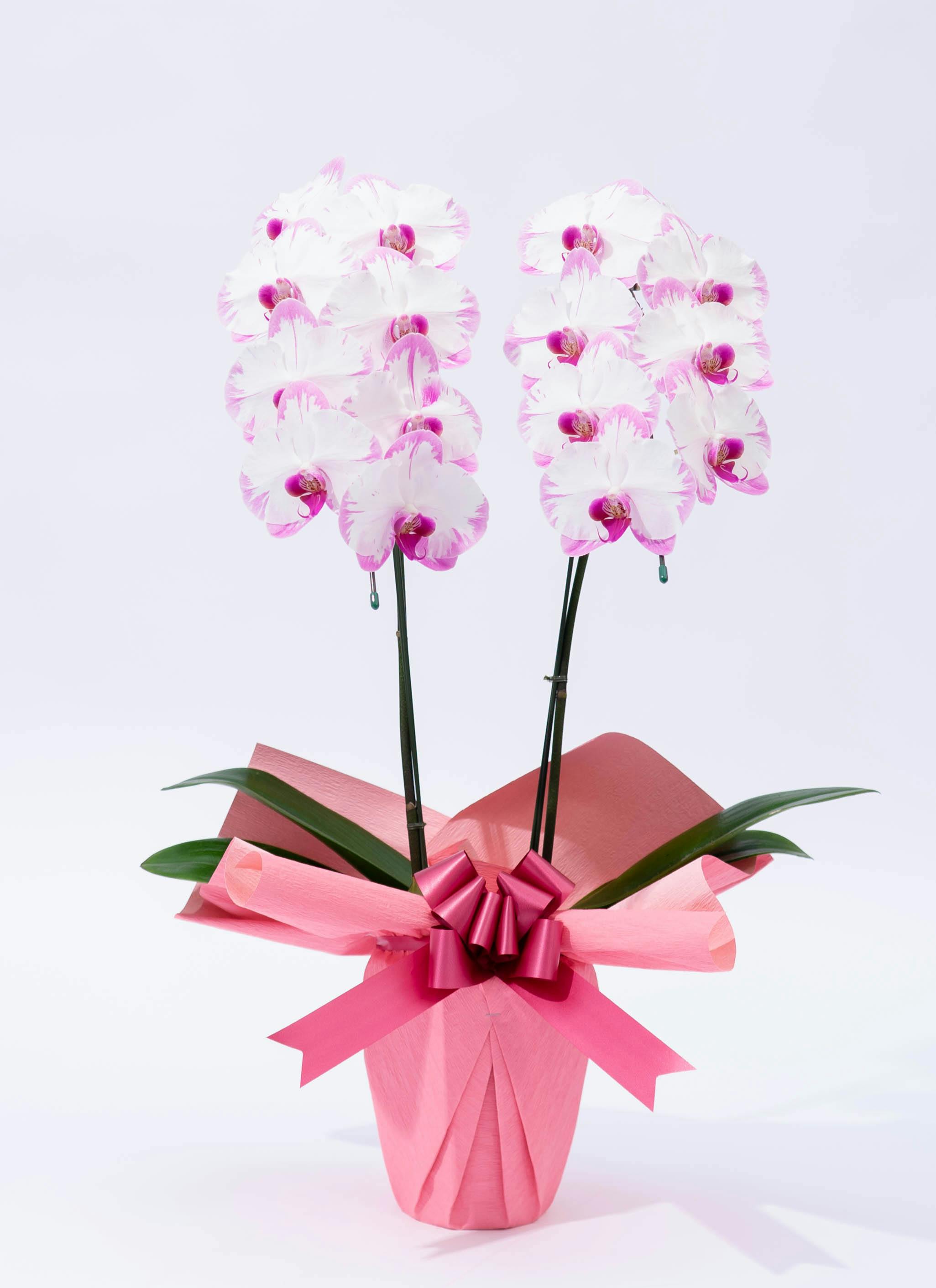 2本立ちの胡蝶蘭の通販 | HitoHana（ひとはな）