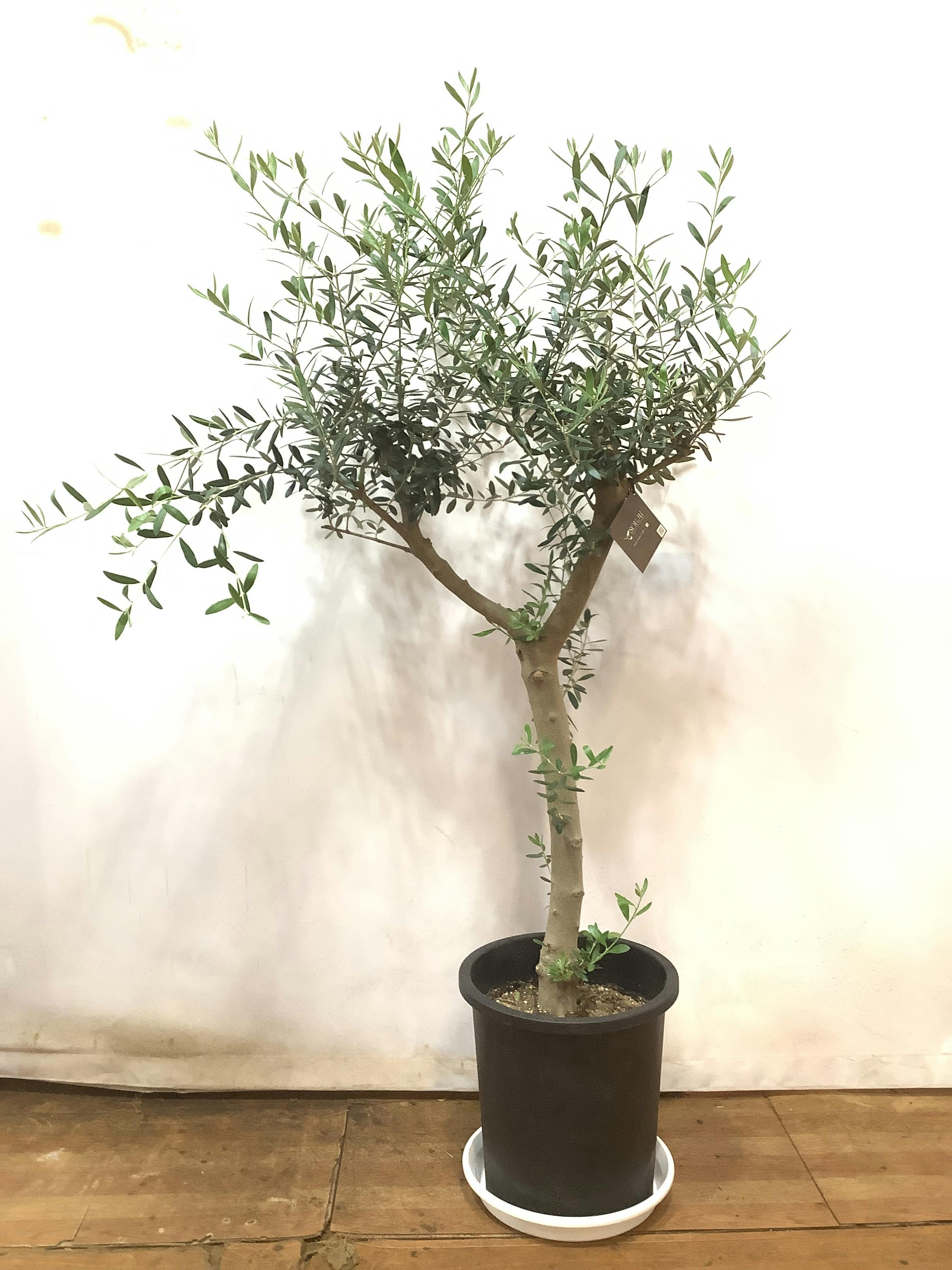 オリーブ ネバディロブランコ 樹高H:1500mm 植木 苗