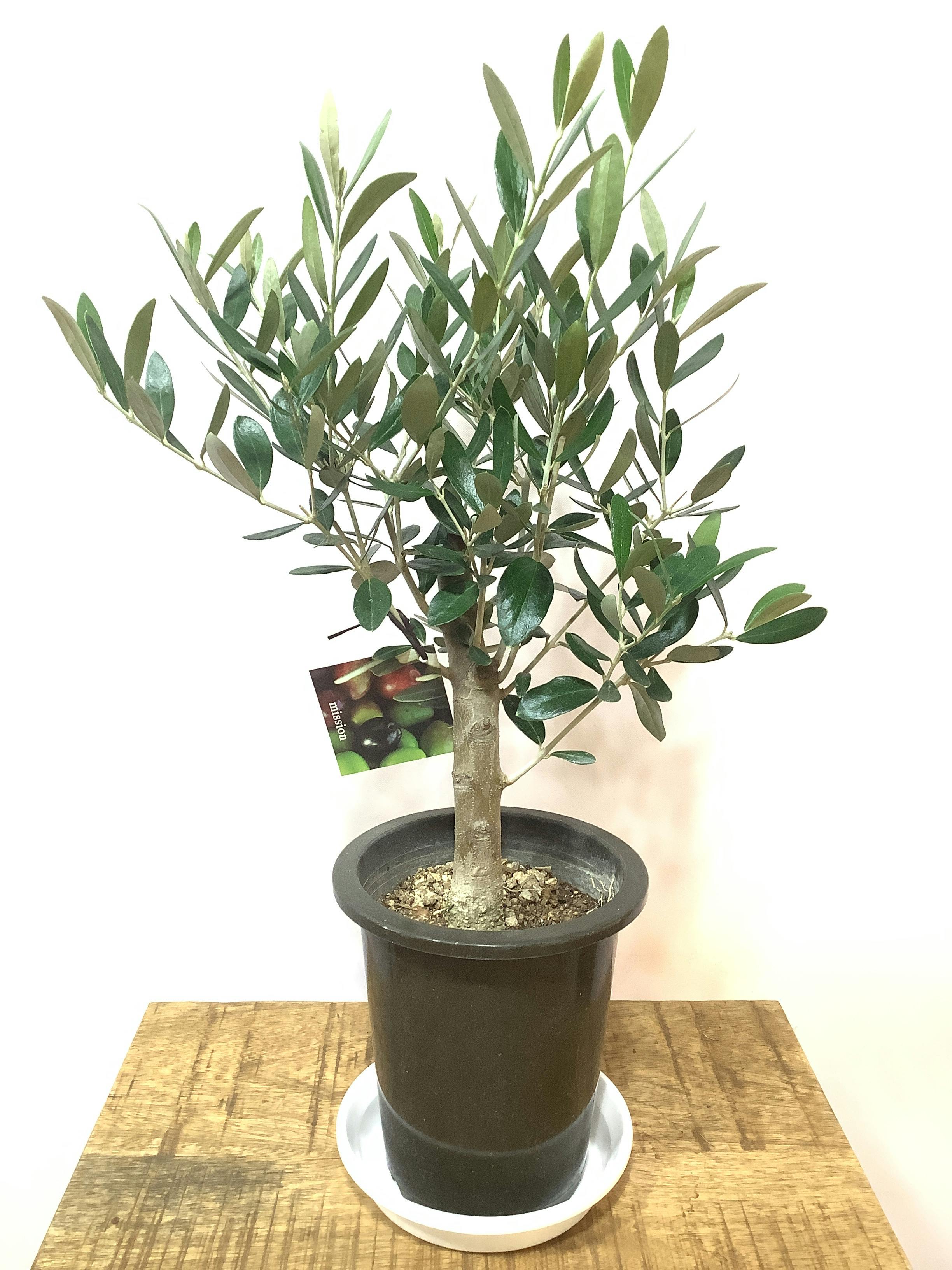 1 オリーブの木 ミッション - 植物/観葉植物