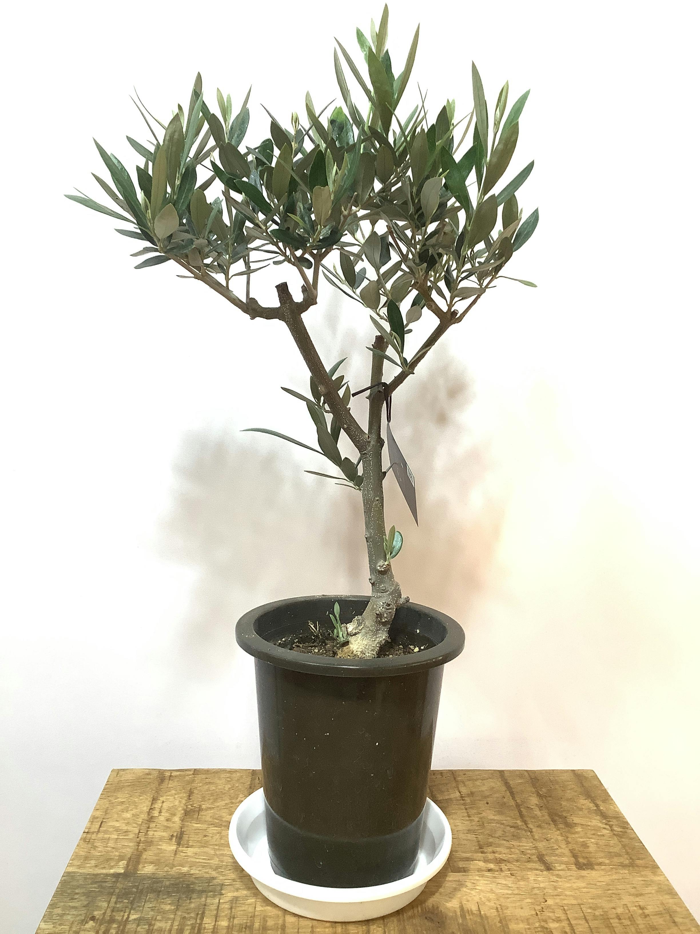 SOUJU】香川県産オリーブの木 ルッカ 10号鉢 21 - 植物/観葉植物