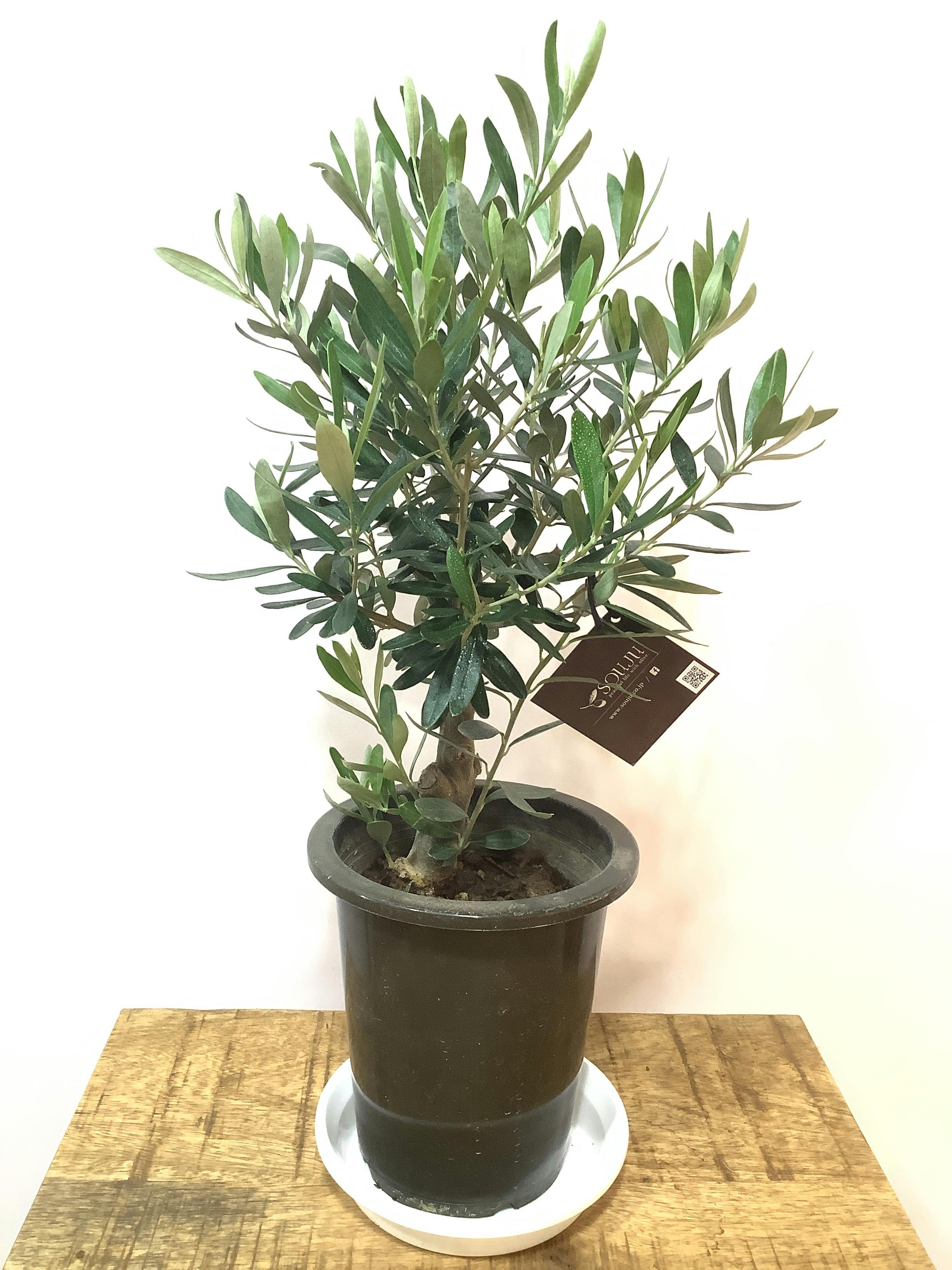 香川産【SOUJU】香川県産オリーブの木トピアリー仕立て7号鉢 1 - 植物 