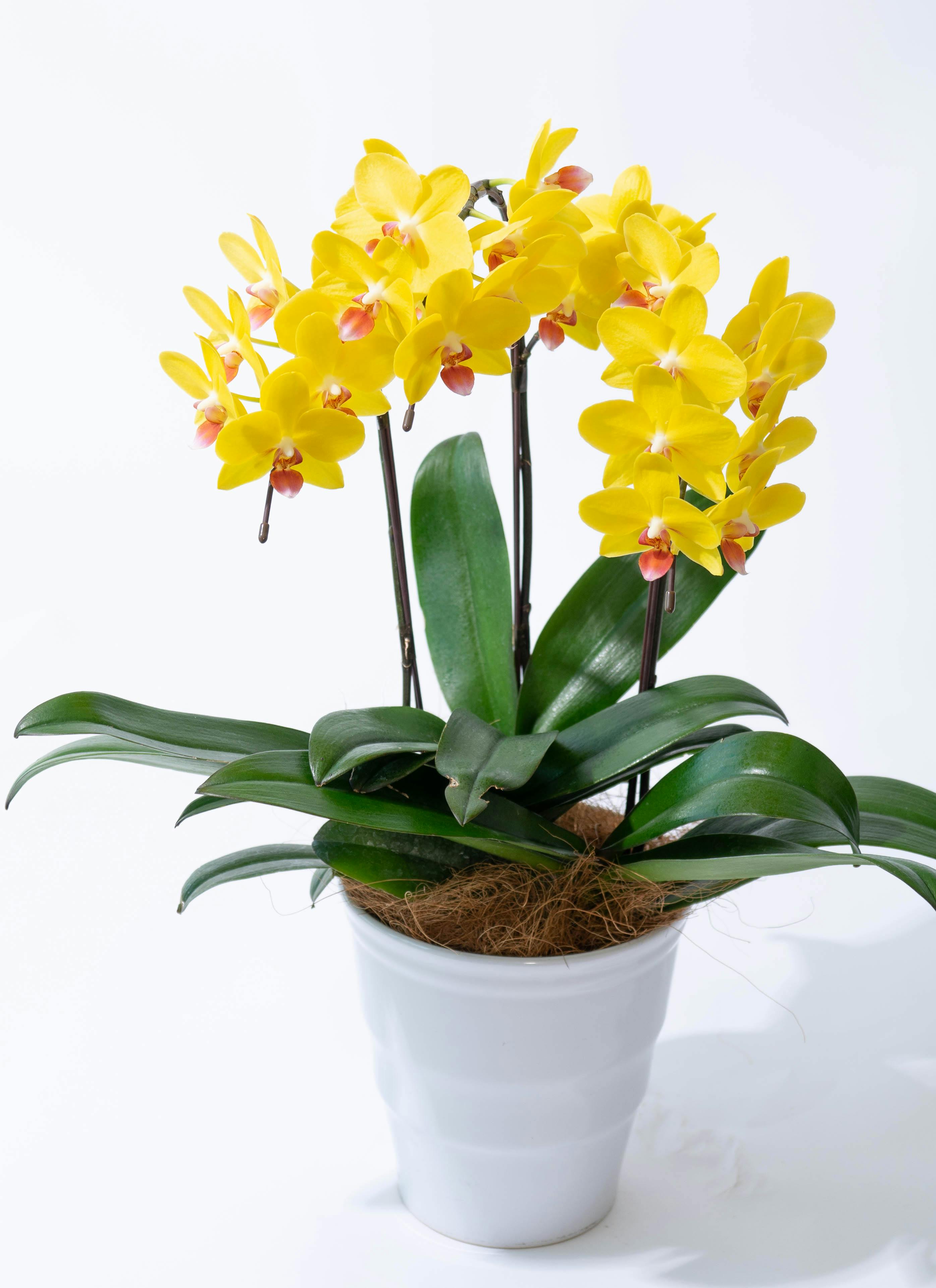 黄色の胡蝶蘭 鉢植え　胡蝶蘭　ナオミゴールド　5.5寸　1鉢 ミディコチョウラン：ナオミゴールド3本立ち5.5号陶器鉢植え の