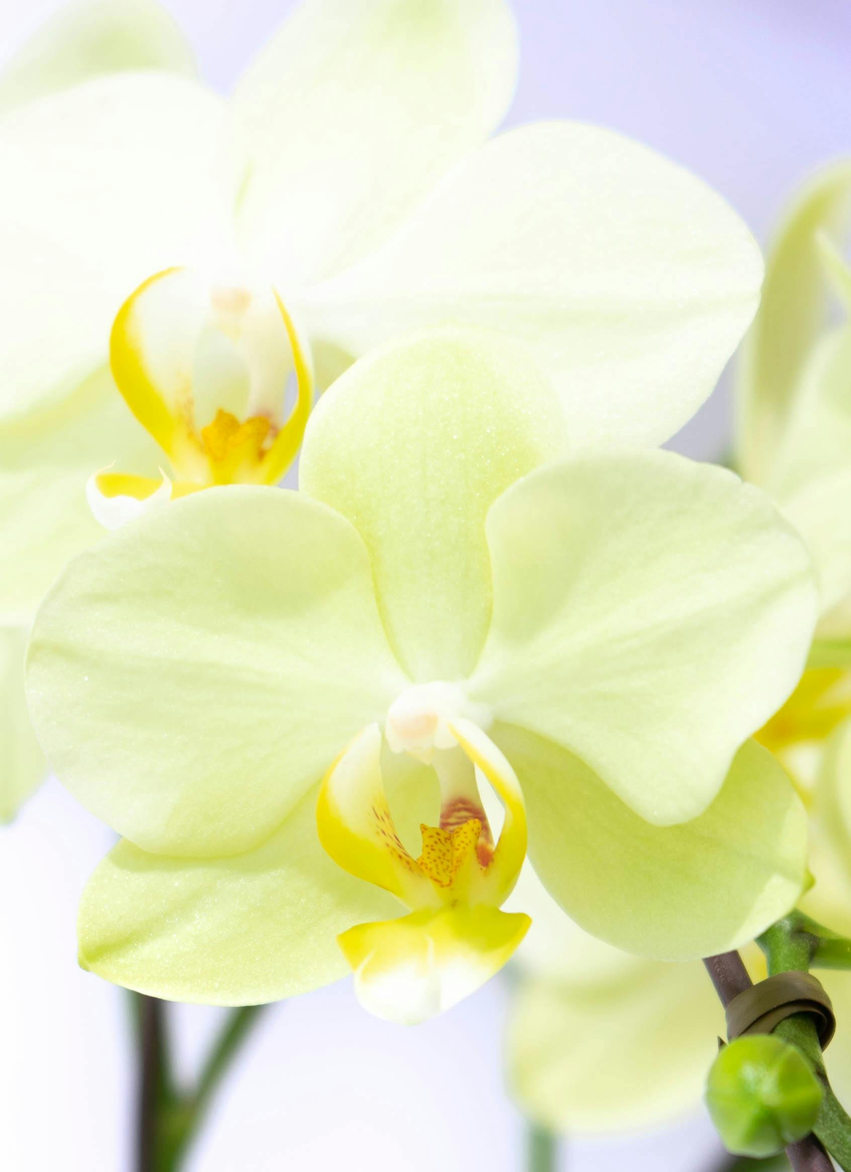 ミディ胡蝶蘭 イエロー クロコ鉢 2本立ち | 胡蝶蘭ならHitoHana(ひとはな)