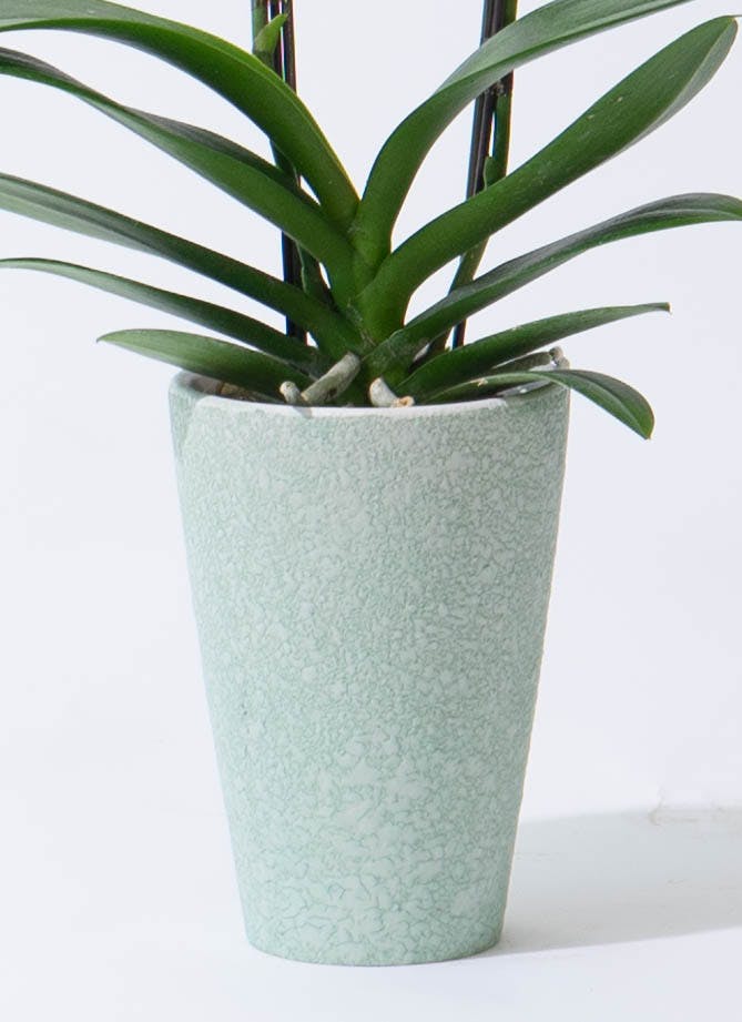 ミディ胡蝶蘭 イエロー クロコ鉢 2本立ち | 胡蝶蘭ならHitoHana(ひとはな)