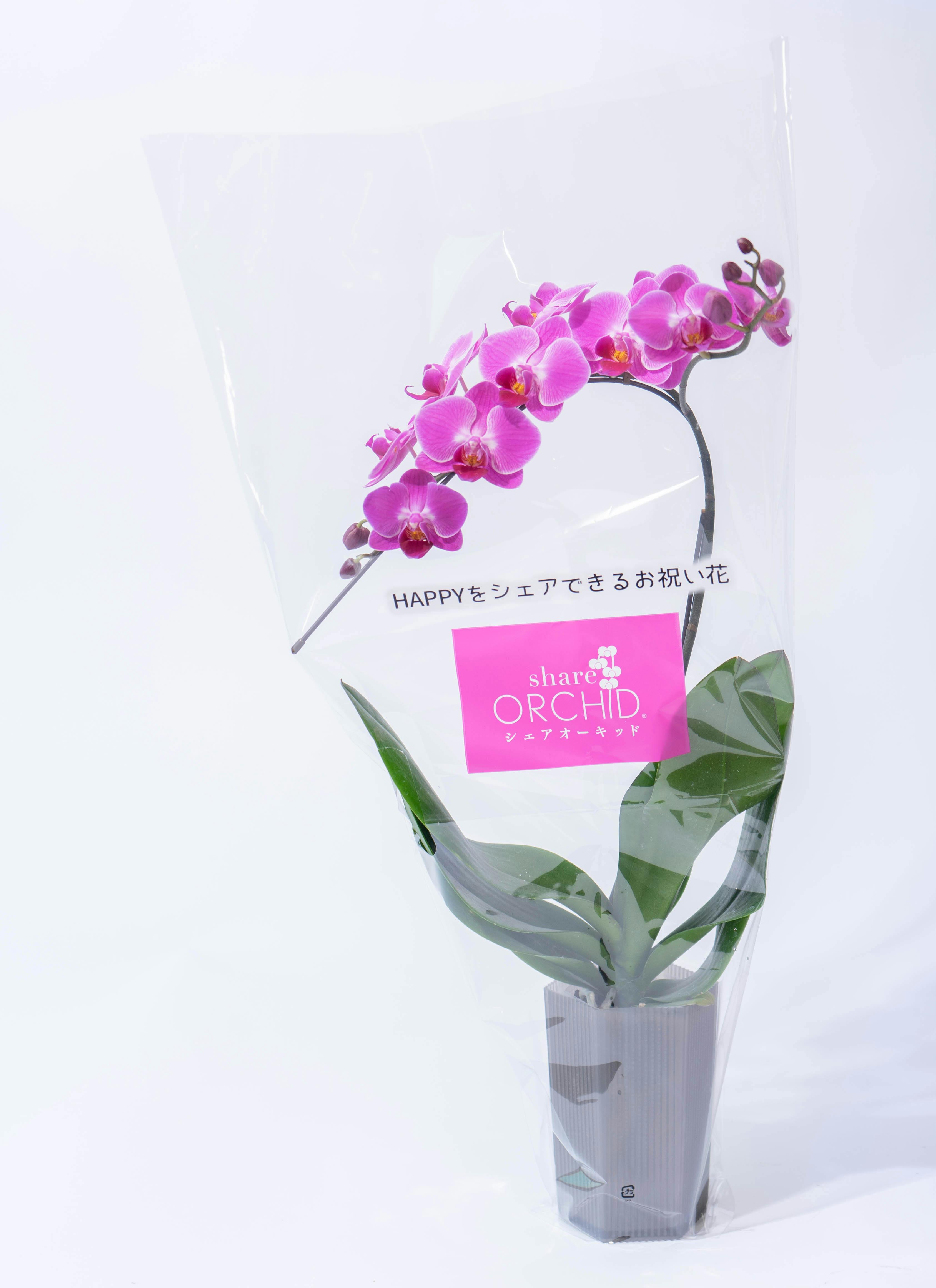 Amazon｜ピンクオーキッド人工花 38インチ 蘭の茎 2個 シルク