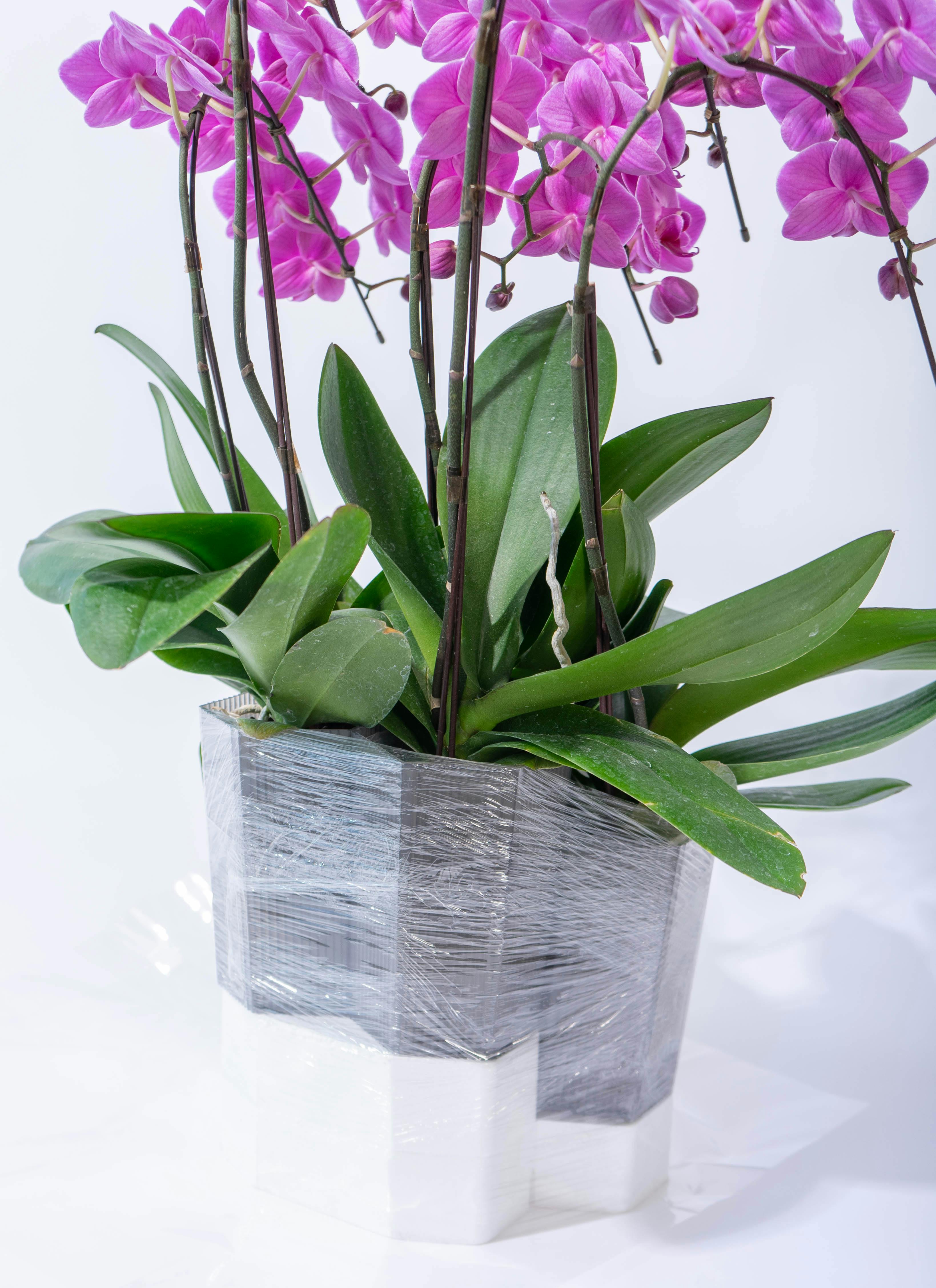 ミディ胡蝶蘭 ピンク シェアオーキッド 5本立ち | 胡蝶蘭ならHitoHana