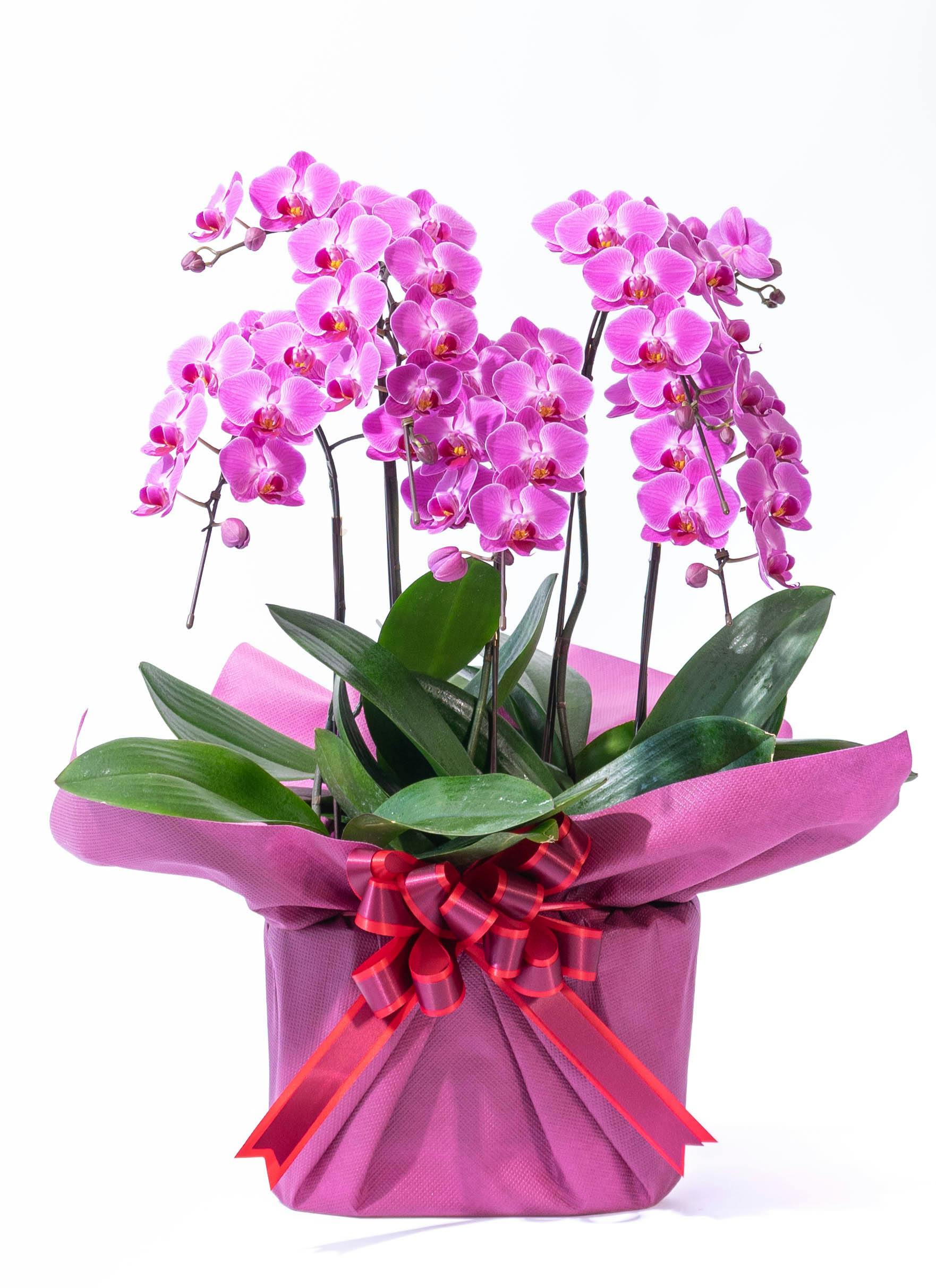 ミディ胡蝶蘭 ピンク シェアオーキッド 5本立ち | 胡蝶蘭ならHitoHana