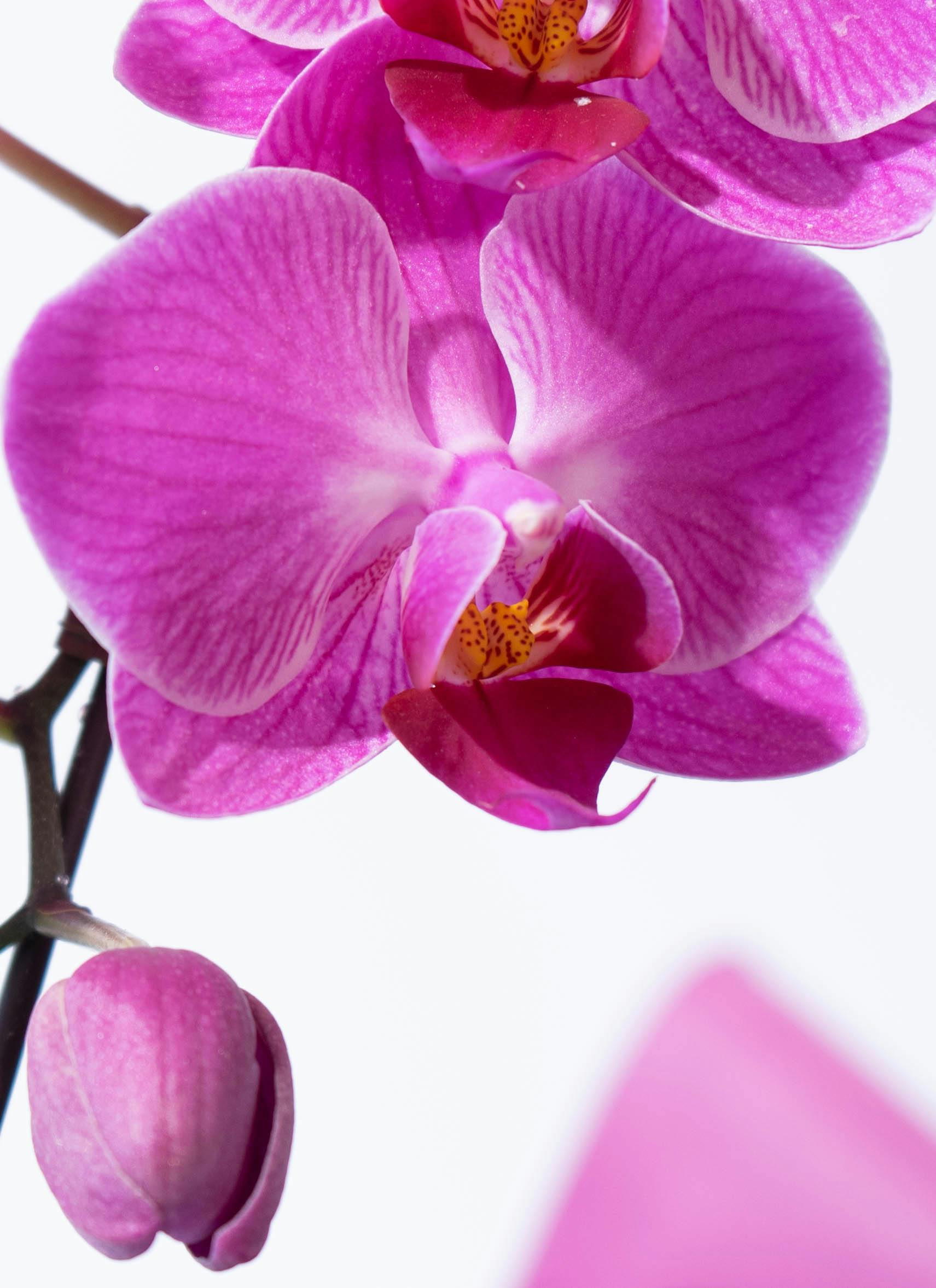 ミディ胡蝶蘭 ピンク シェアオーキッド 5本立ち | 胡蝶蘭ならHitoHana