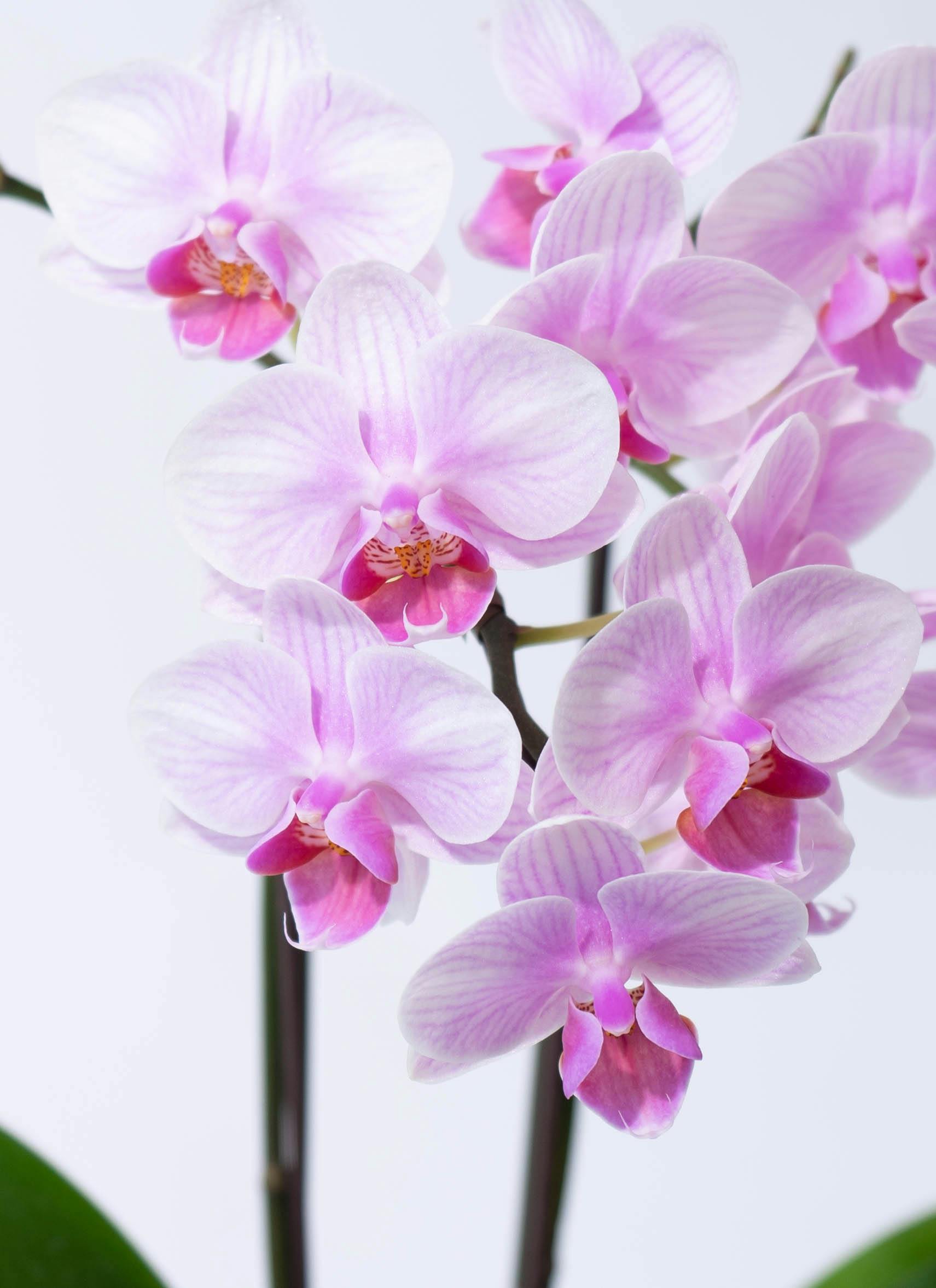 ミディ胡蝶蘭 ピンク クロコ鉢 2本立ち | 胡蝶蘭ならHitoHana(ひとはな)