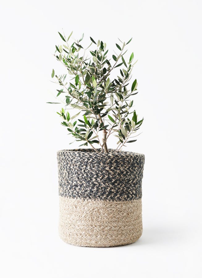 オリーブの木 6号 | 観葉植物 | 送料無料でお届け - Hitohana