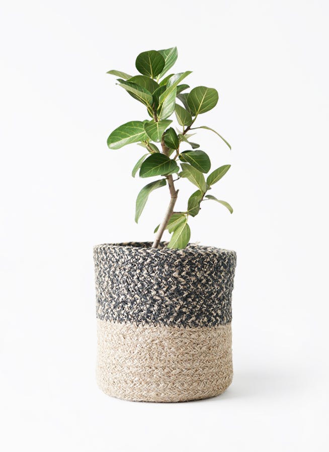 フィカス ベンガレンシス 6号 | 観葉植物通販 Hitohana（ひとはな）