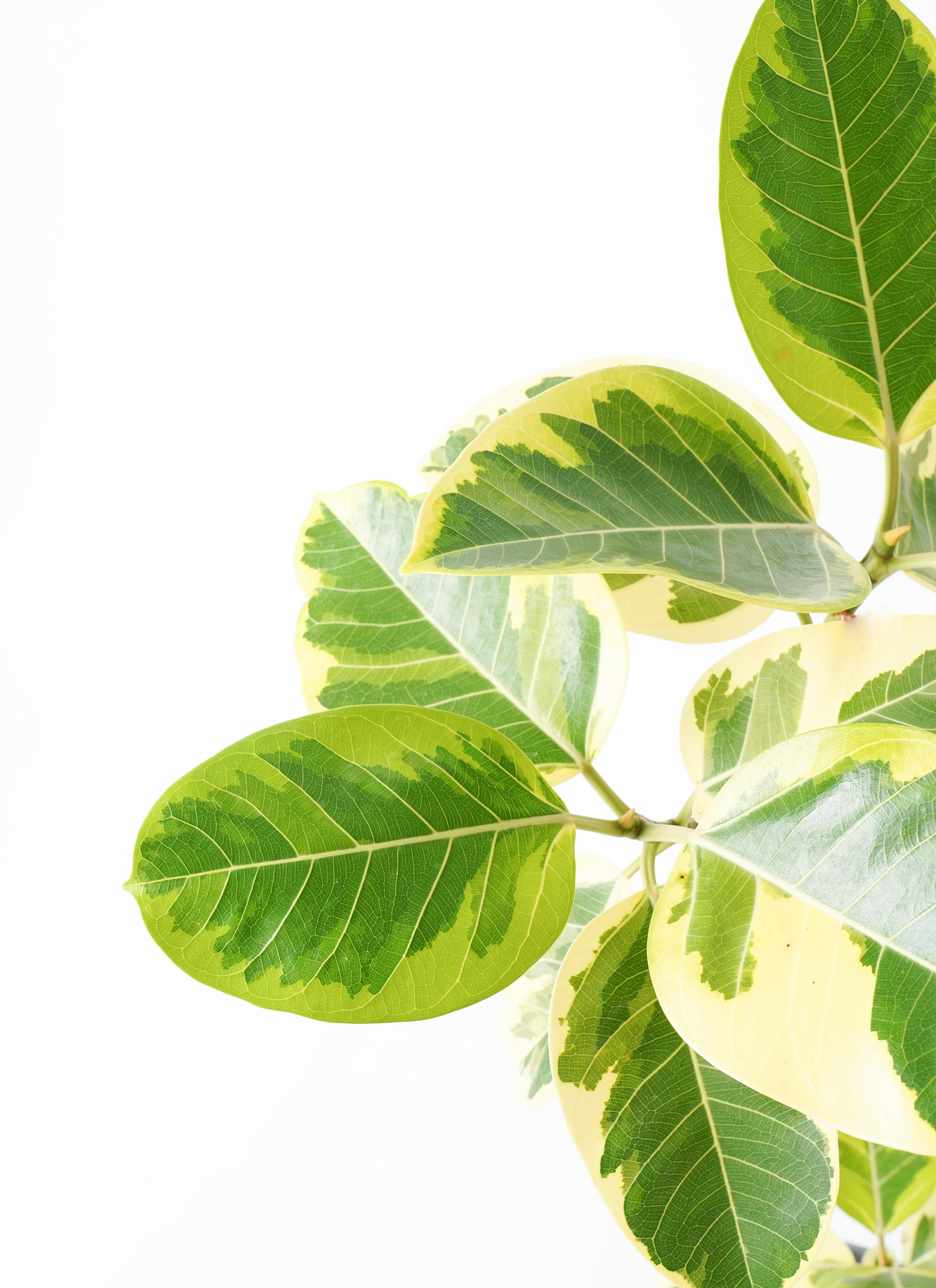 観葉植物 フィカス アルテシーマ 6号 曲り Ceramic Pot (セラミック