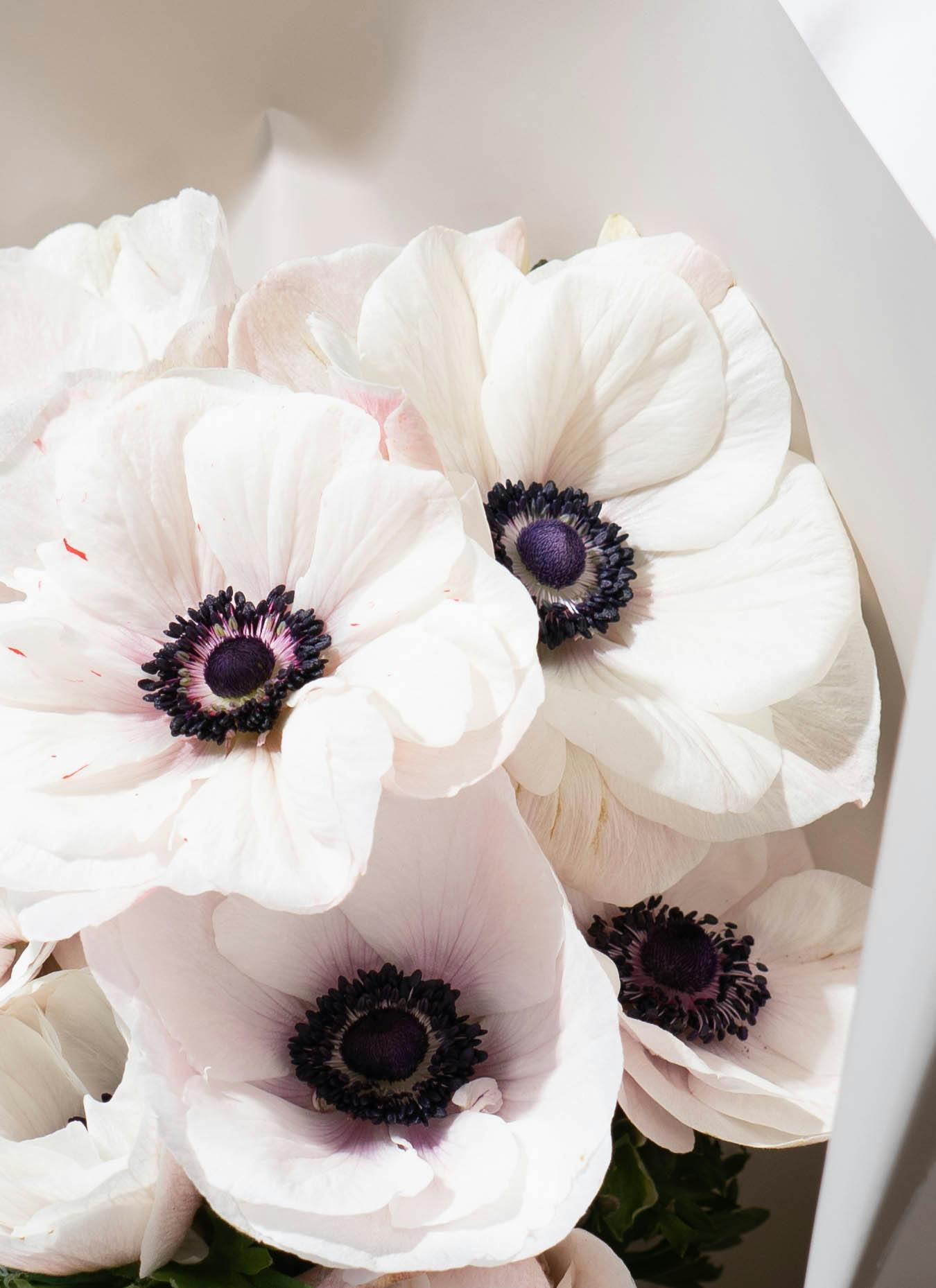 産地直送 アネモネ 花束 ホワイトブラックセンター М （12本入り