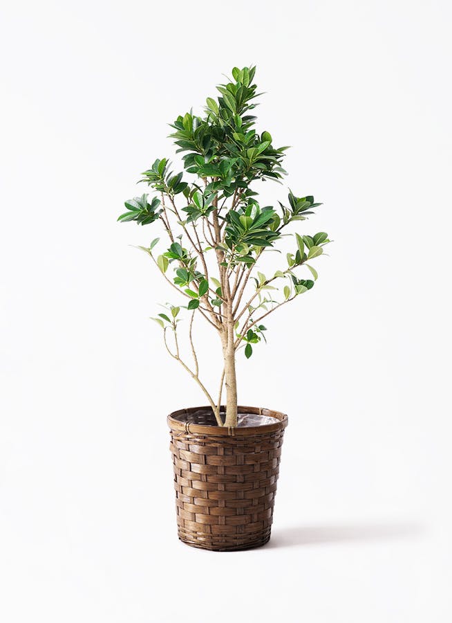 ガジュマル ベビーリーフ | 観葉植物通販 HitoHana（ひとはな）
