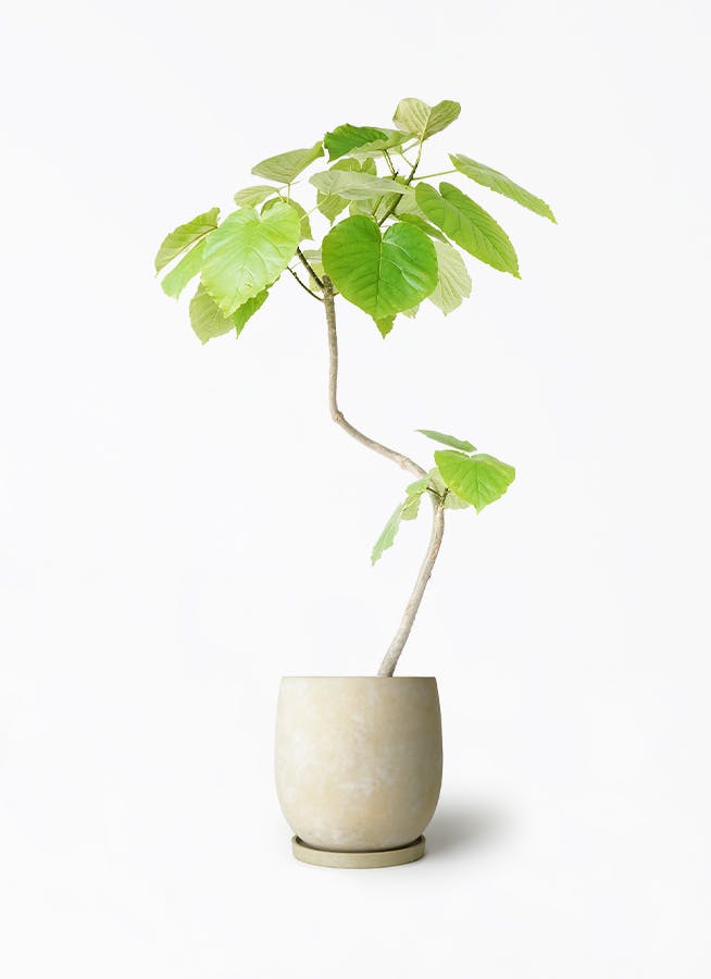 フィカス ウンベラータ 7号 | 観葉植物の通販ならHitoHana（ひとはな）