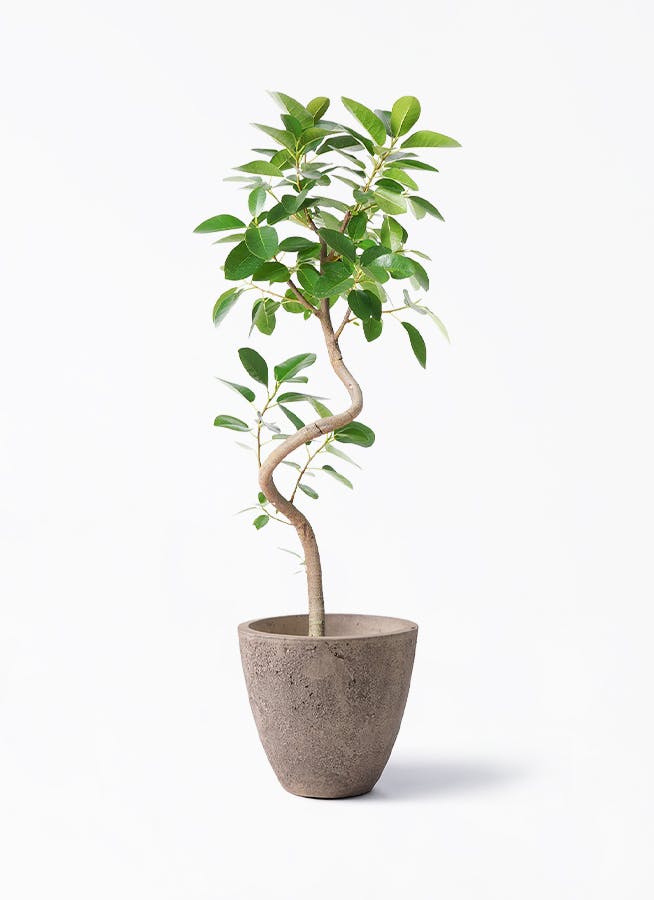 観葉植物 120cm〜140cmの観葉植物 | 送料無料でお届け | Hitohana（ひとはな）