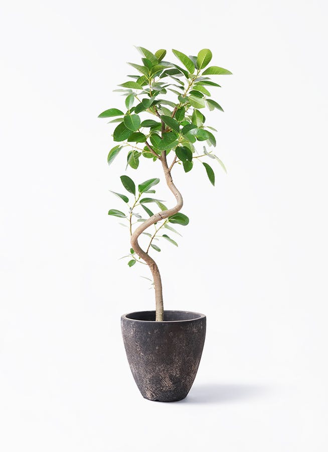 鉢カバー 黒・ブラック 6号 | 観葉植物の鉢ならHitoHana