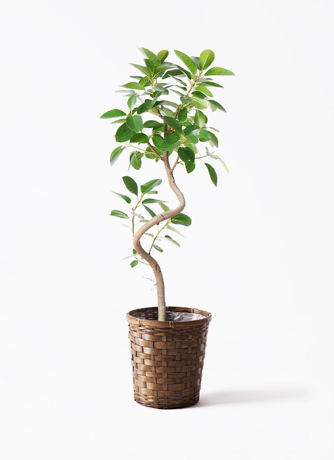 観葉植物 フィカス ウンベラータ 6号 曲り 竹バスケット 付き | 観葉