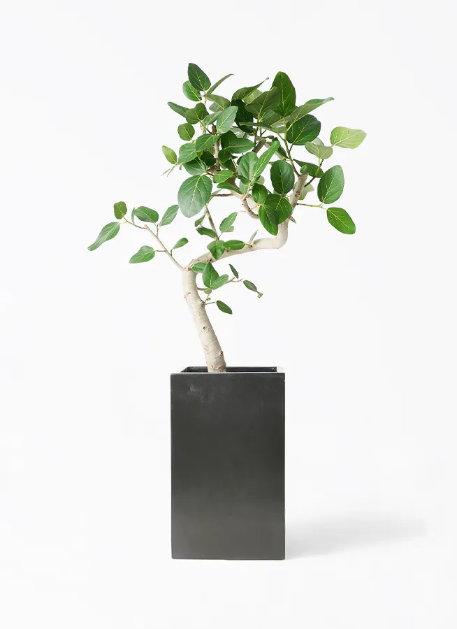 フィカス ベンガレンシス 曲り 極太 | HitoHana（ひとはな） 