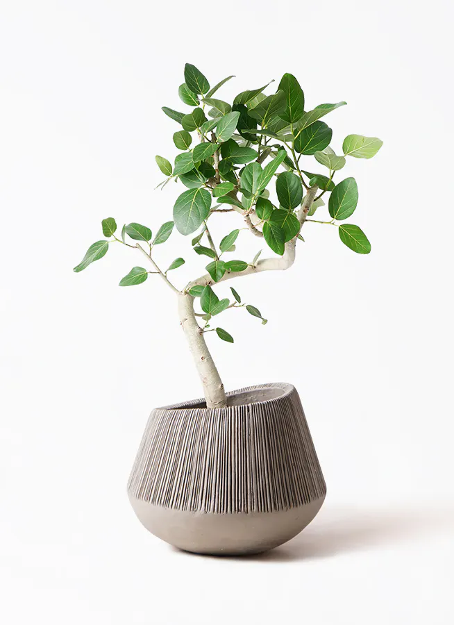 フィカス ベンガレンシス 曲り 極太 | HitoHana（ひとはな） 