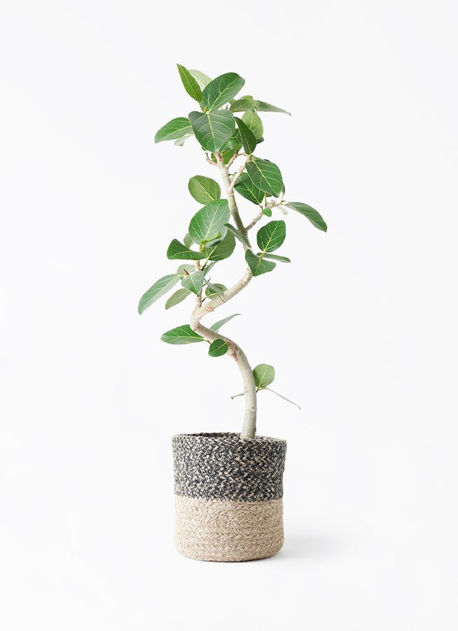 フィカス ベンガレンシス 6号 | 観葉植物通販 Hitohana（ひとはな）