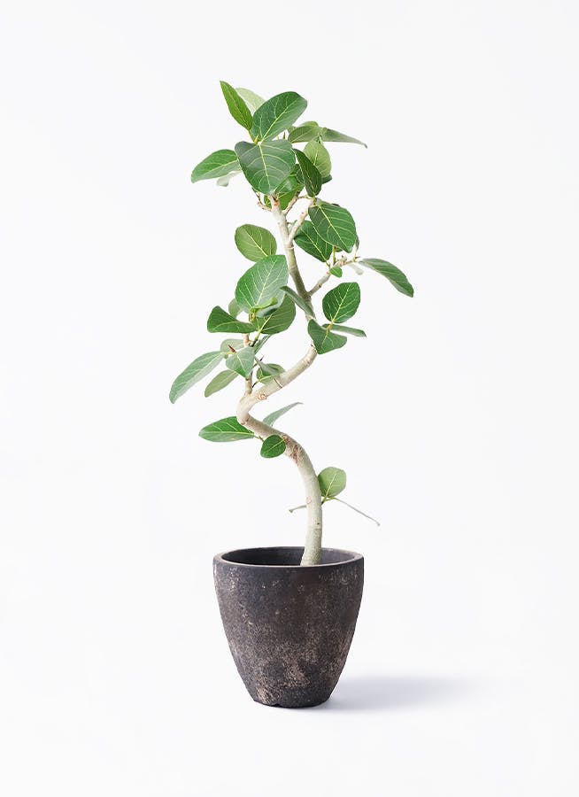 【お値下本日まで】フィカス ベンガレンシス 140cm 8号 鉢カバー付き 観葉植物 フィカス ベンガレンシス（8号鉢）｜HanaPrime（ハナ