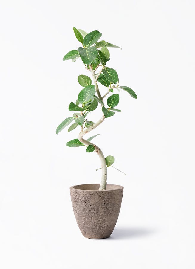 観葉植物 曲がり 6号 | HitoHana（ひとはな）