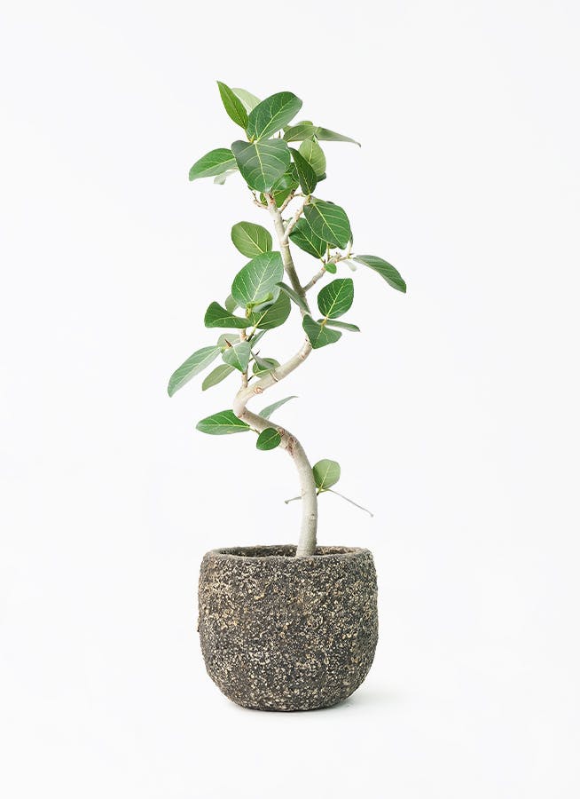 フィカス ベンガレンシス 6号 | 観葉植物通販 Hitohana（ひとはな）