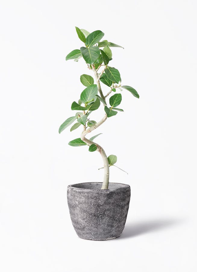 フィカスベンガレンシス 曲がり仕立て 希少 お洒落な樹形❗スタイリッシュ❗幹太❗ フィカスベンガレンシス 曲がり仕立て 希少 お洒落な樹形