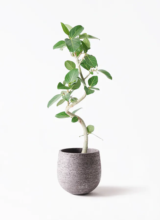 フィカス ベンガレンシス 曲がり | 観葉植物の通販ならHitoHana