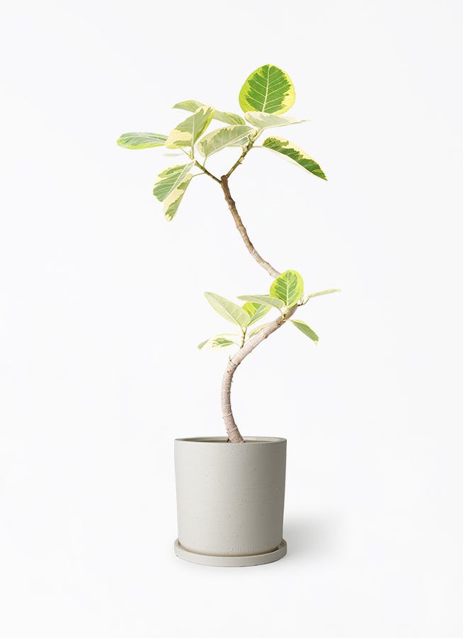 フィカス アルテシーマ 6号 | 観葉植物 | インテリアやギフトに