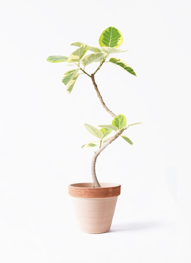 フィカス アルテシーマ 6号 | 観葉植物 | インテリアやギフトに