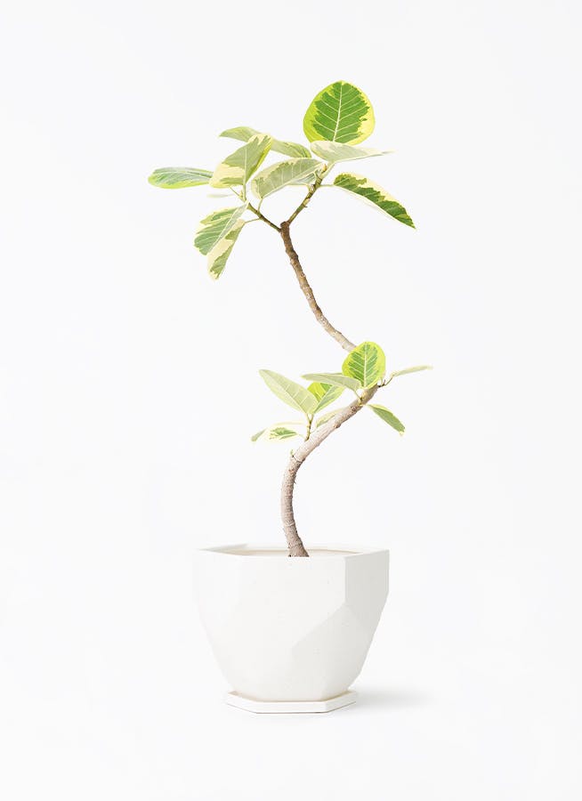 観葉植物 フィカス アルテシーマ 6号 曲り Ceramic Pot (セラミック