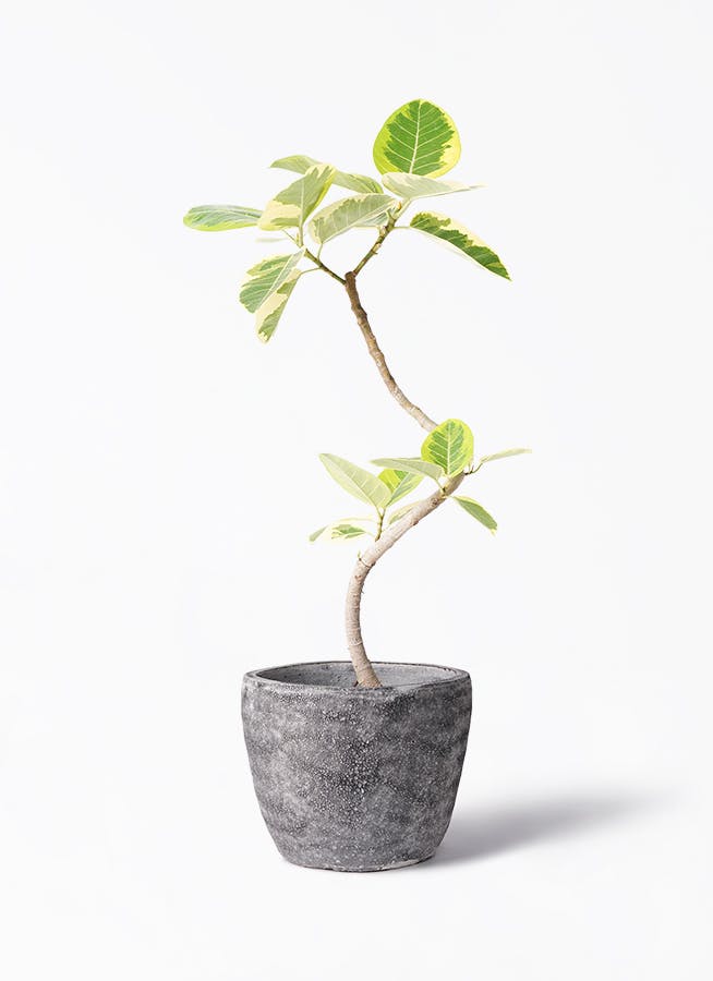 観葉植物 フィカス アルテシーマ 6号 曲り アビスソニア ミドル 灰