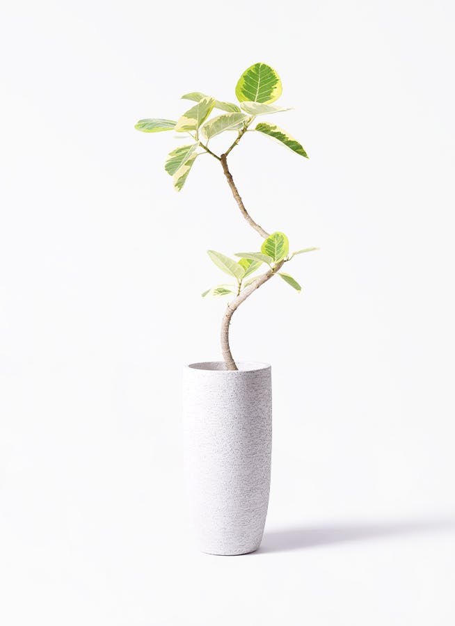 フィカス アルテシーマ 曲がり | 観葉植物通販 Hitohana（ひとはな）
