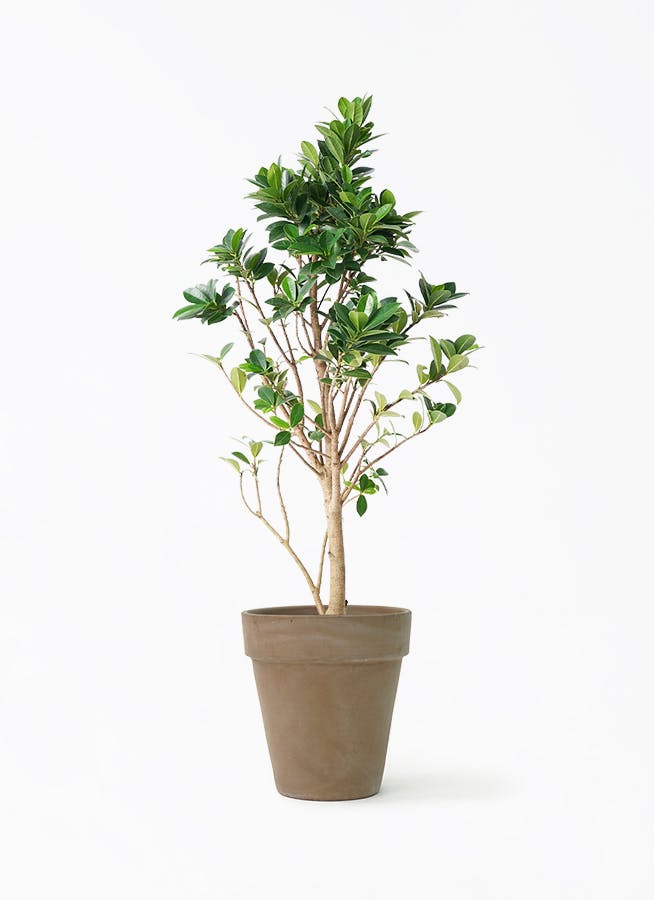 ガジュマル ベビーリーフ | 観葉植物通販 HitoHana（ひとはな）