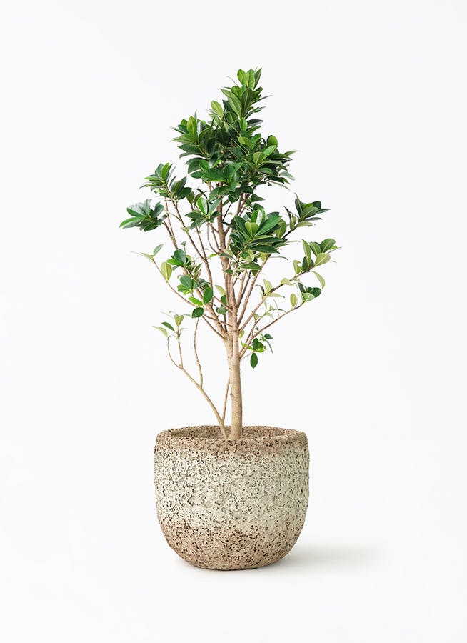 観葉植物 ガジュマル 6号 ベビーリーフ Coral Pot (コーラルポット) ホワイト 付き | 観葉植物ならHitoHana(ひとはな)