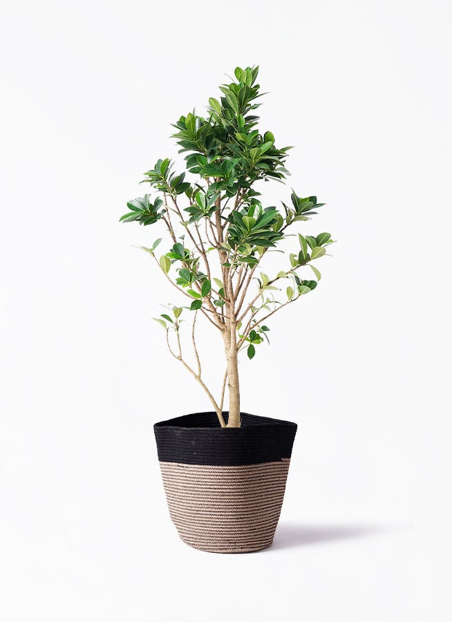 ガジュマル ベビーリーフ | 観葉植物通販 HitoHana（ひとはな）
