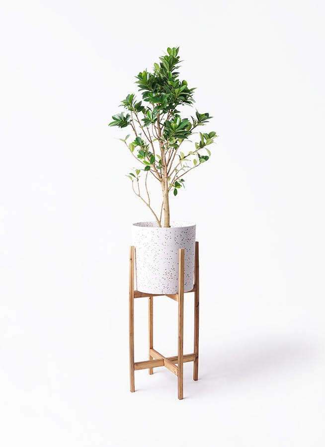 ガジュマル ベビーリーフ | 観葉植物通販 HitoHana（ひとはな）